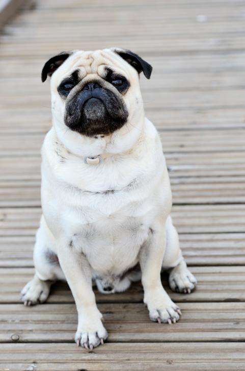CUTEPlCS's tweet image. cute pugg!! &amp;lt;3