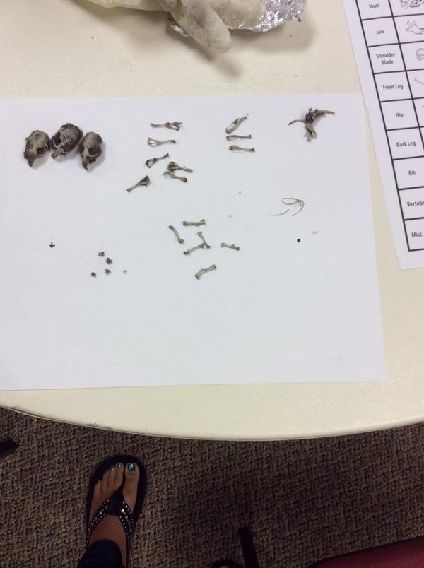 dianajfiddler's tweet photo. Look what was in our owl pellet!! #ocicbuildit http://t.co/9PI7xF9ZQe