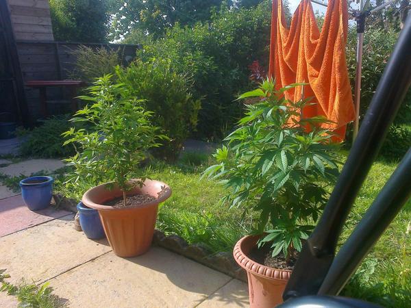 supersilverhost's tweet image. @420Effect