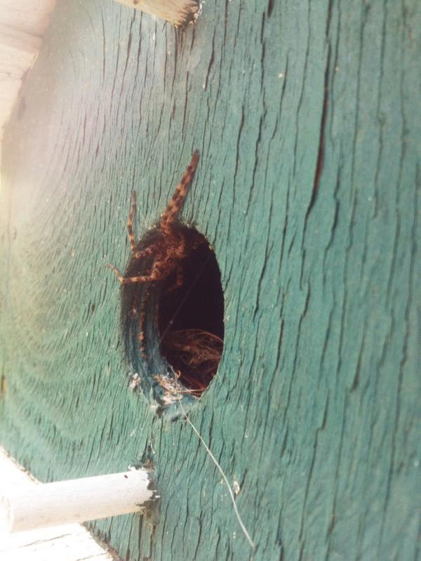 Something tells me the birds don't live here anymore...