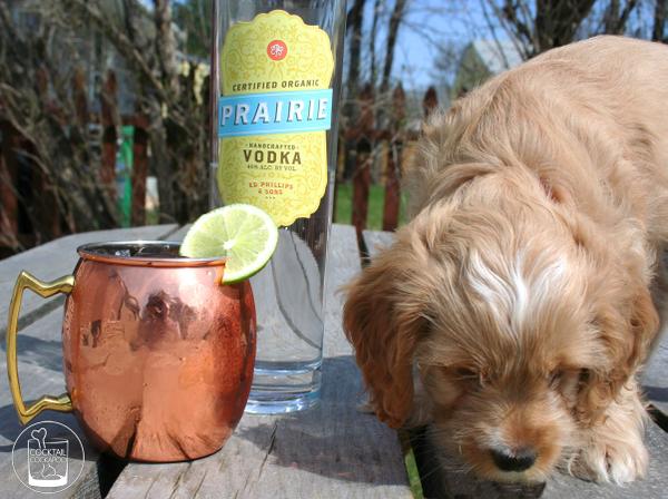 Cockabooze's tweet photo. @CopperMugs Those look like the perfect Moscow Mule drinkcessories. Any plans for a paw-friendly mug? http://t.co/z1fKB8NVdH