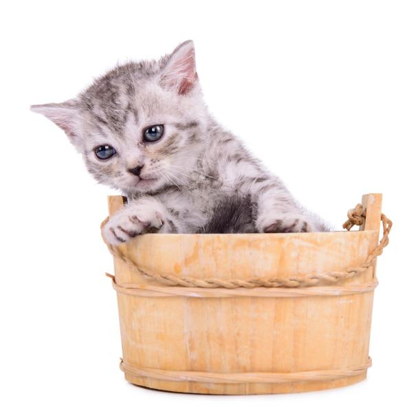 CUTEPlCS's tweet image. cute kitten!! &amp;lt;3