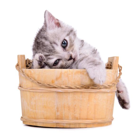 CUTEPlCS's tweet image. same cute kitten!! &amp;lt;3