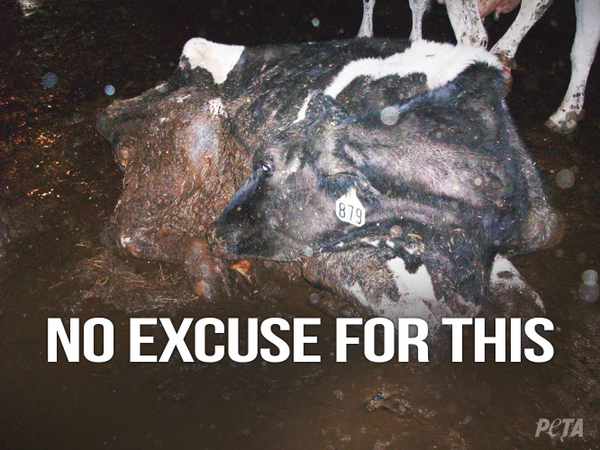 Cows suffer for beef, dairy, and leather.

Reject cruelty. Go vegan.