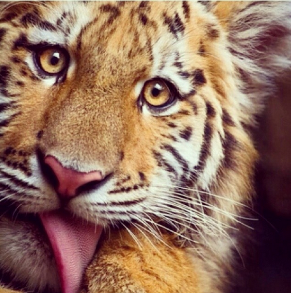 PlanetAnimalES's tweet image. RT Si tienes instagram 
Síguenos y te seguimos instagram.com/planetanimales