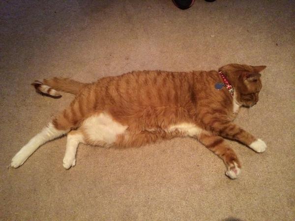 TinyBillyShow's tweet image. #statuscheck