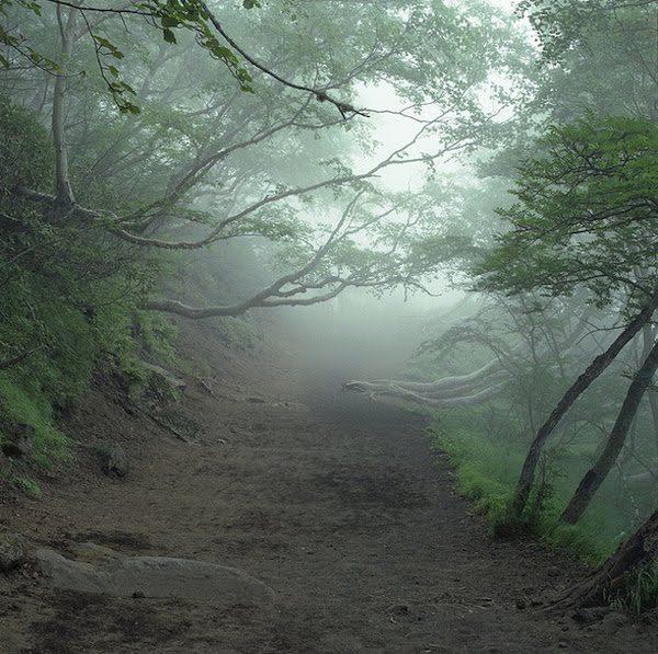 AsiaTitawat's tweet photo. อาโอกิกาฮาระ Aokigahara Forest ป่าอาถรรพ์ของญี่ปุ่น เพราะมีชาวญี่ปุ่นมากมายที่เข้าไปฆ่าตัวตาย ปีละอย่างน้อย 100 ศพ http://t.co/P0t6HwS7dz
