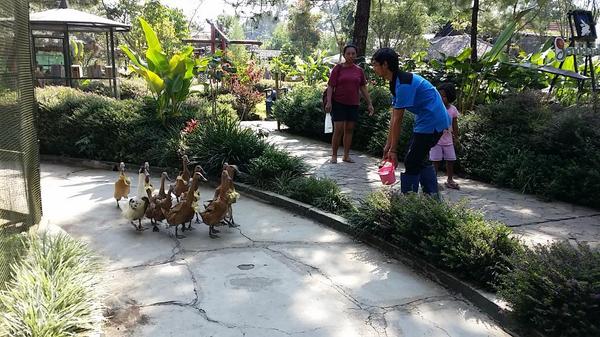 lichandr's tweet image. Liburan lebaran di jendela alam