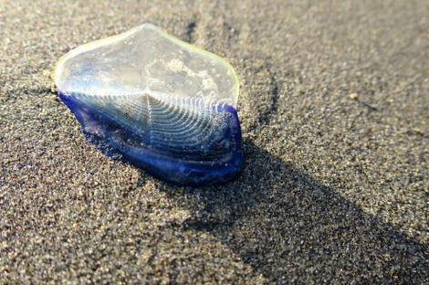 NBCLA's tweet image. Learn more about the blue "alien-like" creatures washing up on the shores of NorCal. 4.nbcla.com/UOkfBO