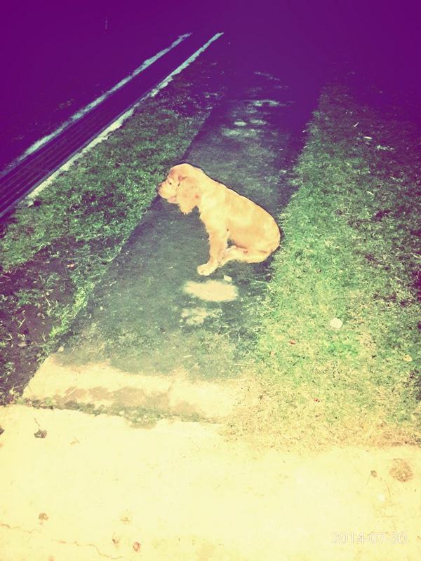 bryansroga's tweet image. #Pilingo @pilingoOFICIALHOTDOG