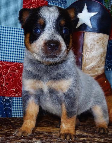 bk blue heelers