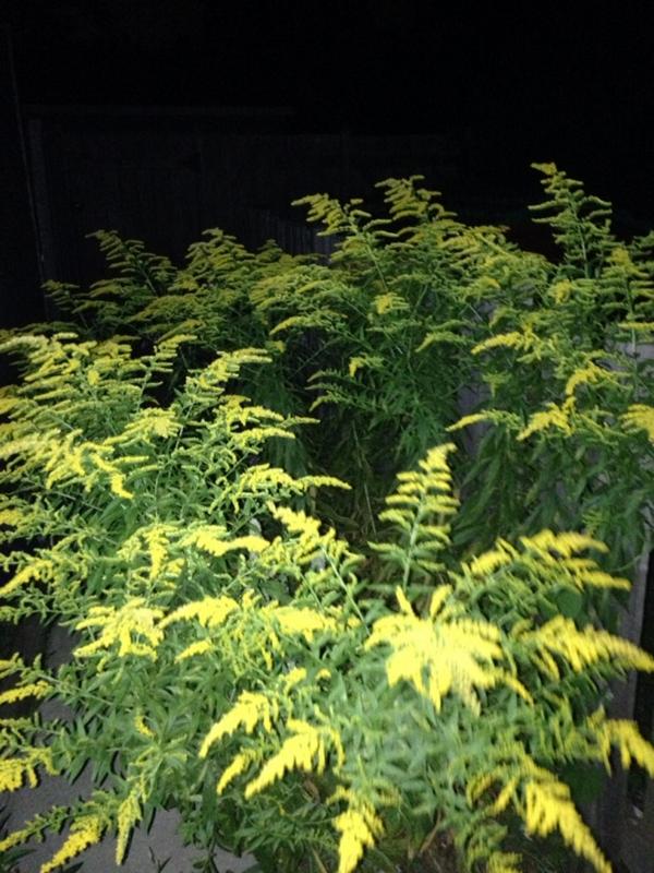 catswsongs's tweet image. #joysofgardening #hobbies #wildflowers #cityyard