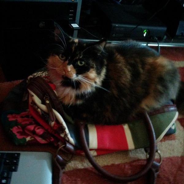 RT <a href="/LucyLoobyface/">Lucy</a> missing cat. Been gone since Sunday. No collar but chipped Missing her terribly! Have you seen her?
