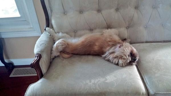 IreneMajor's tweet photo. Haha my dogs are sumn else! http://t.co/stClc9JRln