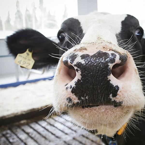 DeLaval's tweet photo. Every day the calving interval extends costs 3 euros per cow per day #HappyCows #CowLongevity  http://t.co/4ubpxV4yyA http://t.co/Xvd8x53ReL