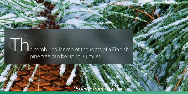 oppo's tweet photo. Did you know that the combined length of the roots of a Finnish pine tree can be up to 30 miles? #Oscience http://t.co/nCBuC7DpFQ
