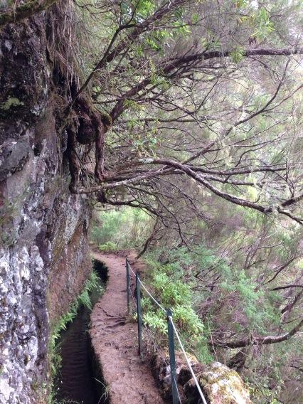 SiJxn's tweet photo. Beautiful walk yesterday along the levada from queimadas to caldeiro verdes http://t.co/gQD79CEP38