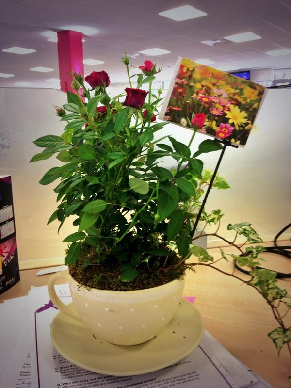 KaraTomes's tweet image. Beautiful flower gift sent to me today from a resident...made my Friday!