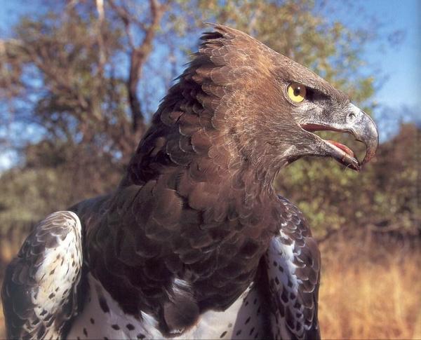 黄金 猛禽類イケメン最強図鑑 ゴマバラワシ Martial Eagle アフリカ最大のサバンナの覇者 小型の哺乳類の他に 時にジャッカル サーバルキャットなどの肉食獣も狩る 英名はマーシャルイーグル 戦争の鷲 Http T Co 5zogbzgorq 黄金 猛禽類イケメン最強図鑑 ゴマバラワシ Martial Eagle アフリカ最大のサバンナの覇者 小型の哺乳類の他に 時にジャッカル サーバルキャットなどの肉食獣も狩る 英名はマーシャルイーグル 戦争の鷲 Http T Co 5zogbzgorq