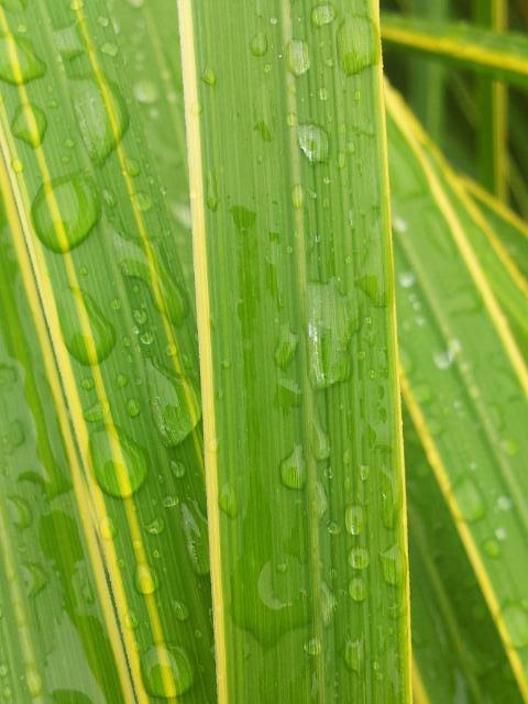 madrobot2's tweet image. #edenphotocomp It was raining, but we all had a great day out.