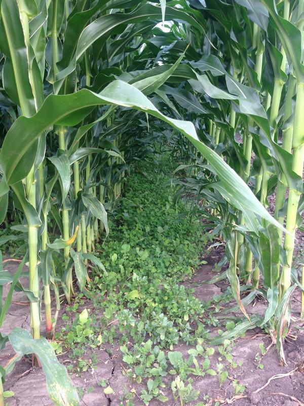 JWebsterAg's tweet photo. V5 seeded cover crops in corn.  Come check out these plots &amp; more at Becks CIL field show on Aug 14 in Downs, IL http://t.co/oP3tpoTLnJ