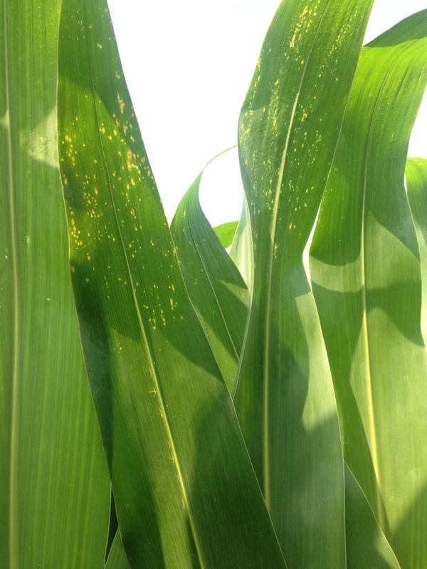 JWebsterAg's tweet photo. Corn disease inoculation study.  Come check it out at Becks CIL field show on Aug 14 in Downs, IL http://t.co/Z9xXmWV5JP