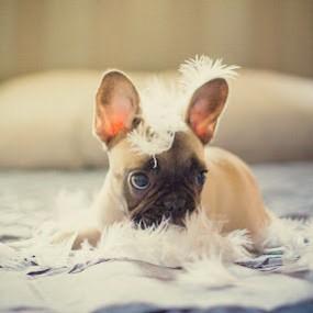 ruff_em's tweet image. Nothing like ruffling through some feathers on a good day. Can I get a #RuffEm?