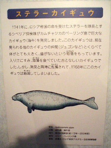 ittayuu's tweet photo. ステラーカイギュウ 人類が発見して27年という短期間のうちに絶滅したという海獣。 近親種では今ジュゴンが生存しているだけらしい https://t.co/y3jDZHg6GV