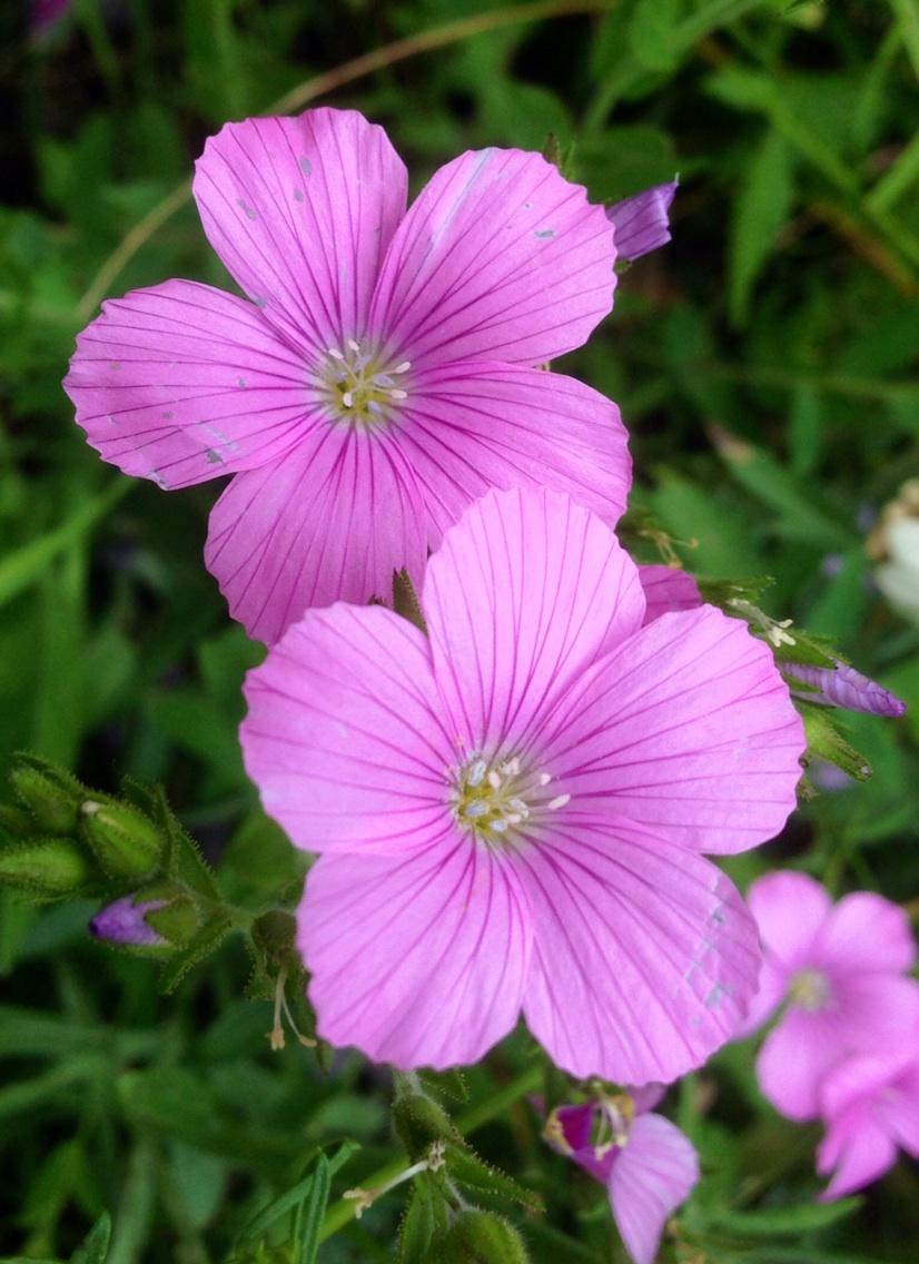 Permalien de l'image intégrée