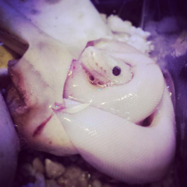 pythongrips's tweet image. @sasqiledork my family is from Simons town, look what I just hatched out