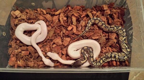 pythongrips's tweet image. @sasqiledork my family is from Simons town, look what I just hatched out