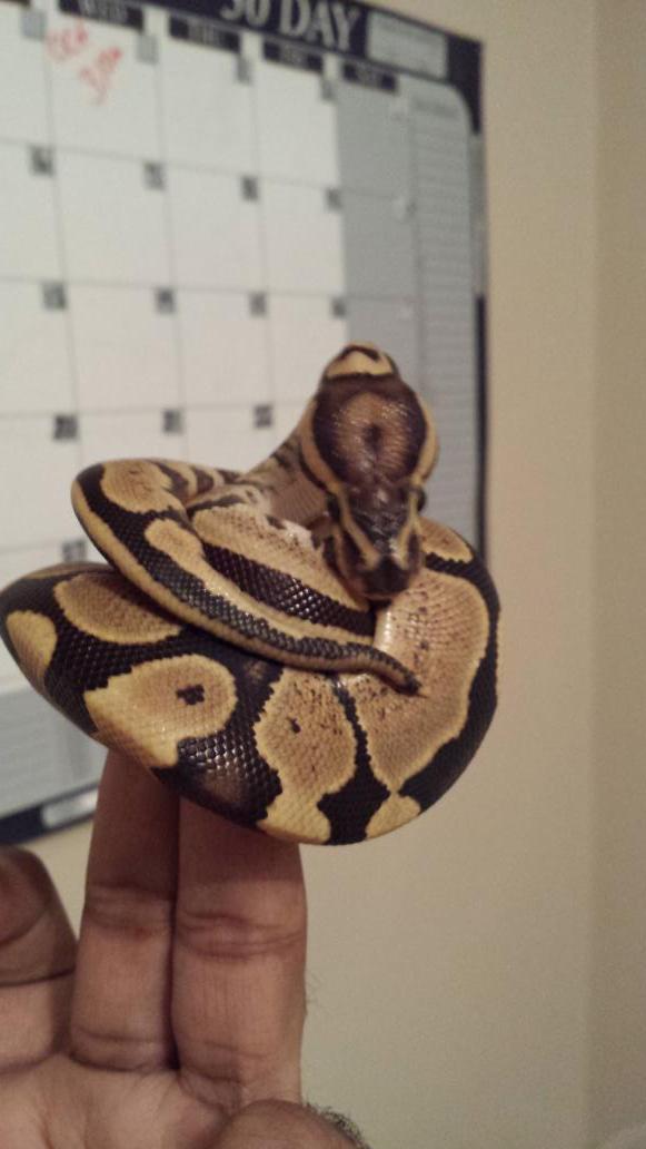 pythongrips's tweet image. @sasqiledork I also have these