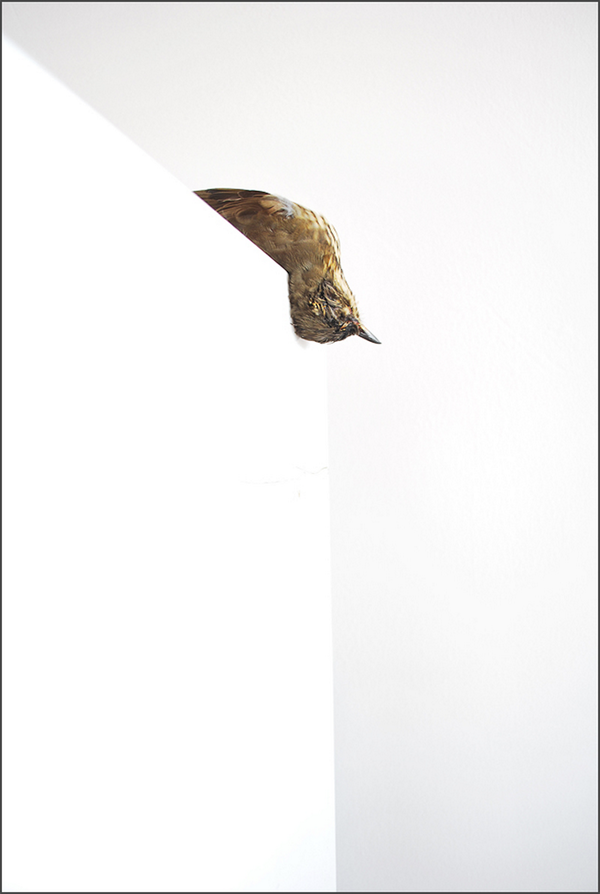 TotemizeBlog's tweet image. Discover Nico #Bellomo's work #Birds &amp;amp; interview now on #Totemize : urlz.fr/wqe
©#Photos : Nico Bellomo
