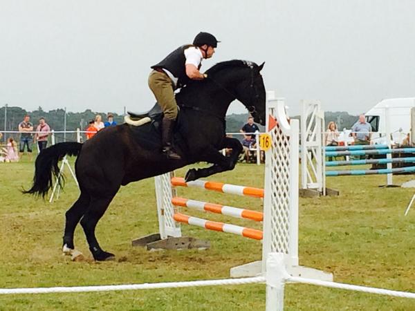 these horses are gorgeous 👌 #jumping #HHC #householdcalvary