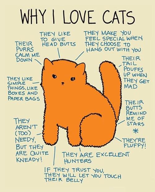 SwampGoddess_'s tweet photo. why i love cats http://t.co/qaQTAnRYNc