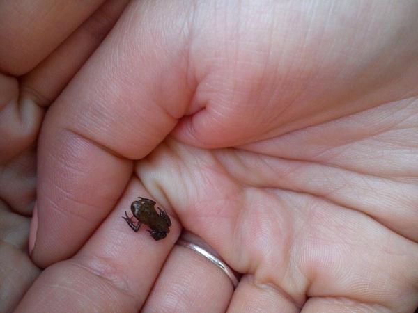 TriggerPaul's tweet image. @MissMarske are we talking about this little fella lol #perfectlyformed :-) #littlefrog or #gianthand 🐸