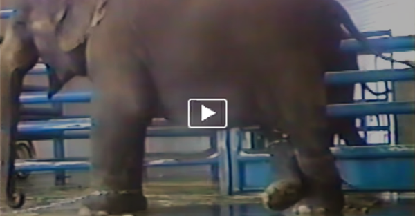 peta's tweet photo. ABUSING a mother elephant WHILE SHE'S GIVING BIRTH 💔

7 Videos Circuses Don't Want You to See http://t.co/k0oLvwpyBS http://t.co/SVQB9geftz
