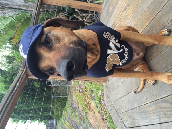 dsbarb's tweet image. Emmett in his Padres gear! GO PADRES! #sandiegopadres #padres #petco #petcopark @Padres #emmetttheridgeback