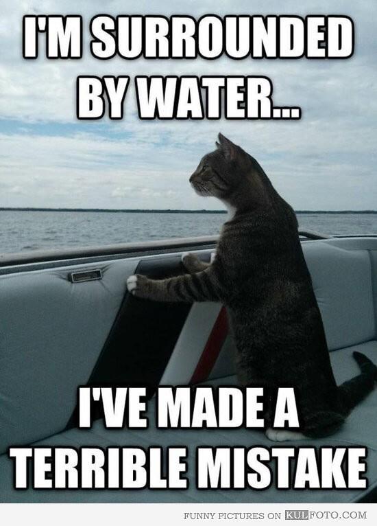 The_Tardis_Toms's tweet image. @catgirl321 @DCKitty @myjaffa @BarnabasKitten @MrTibbsatAP F: Have we done the right thing?! #gtankard