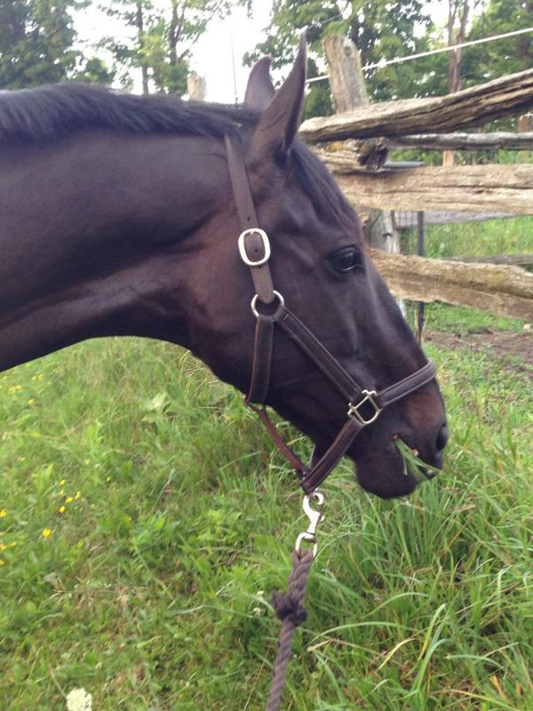 DGResolution's tweet image. Gala enjoying a little hand grazing tonight