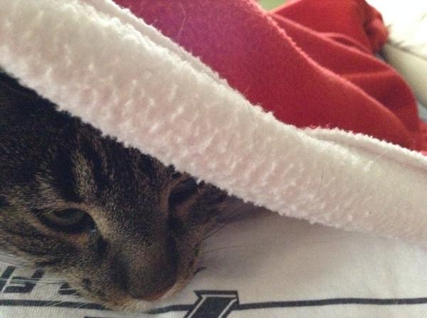 gbmacbd's tweet photo. I think Miley missed me for the past 12 days. #cuddly #purrcity http://t.co/nMdP3eSsFg