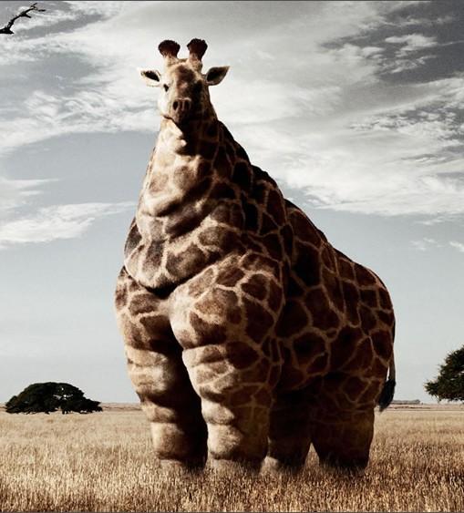 _QuiteFunny_'s tweet photo. Quite funny giraffe. http://t.co/8WLtQNwukB