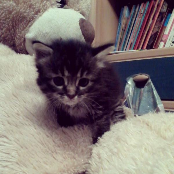 Julia____2's tweet photo. Муська ))) http://t.co/PzmnVNJrdp