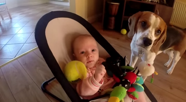 Herdotie's tweet photo. 1 guilty puppy + 1 guilty conscience = best video ever http://t.co/SRydnTRGqr http://t.co/UmVy9D7q2o