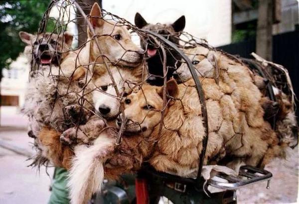diliska74's tweet image. End this torture. Please you millions of ppl on twitter just sign Pleeeease.  #YulinGetDogsOffTheMenu