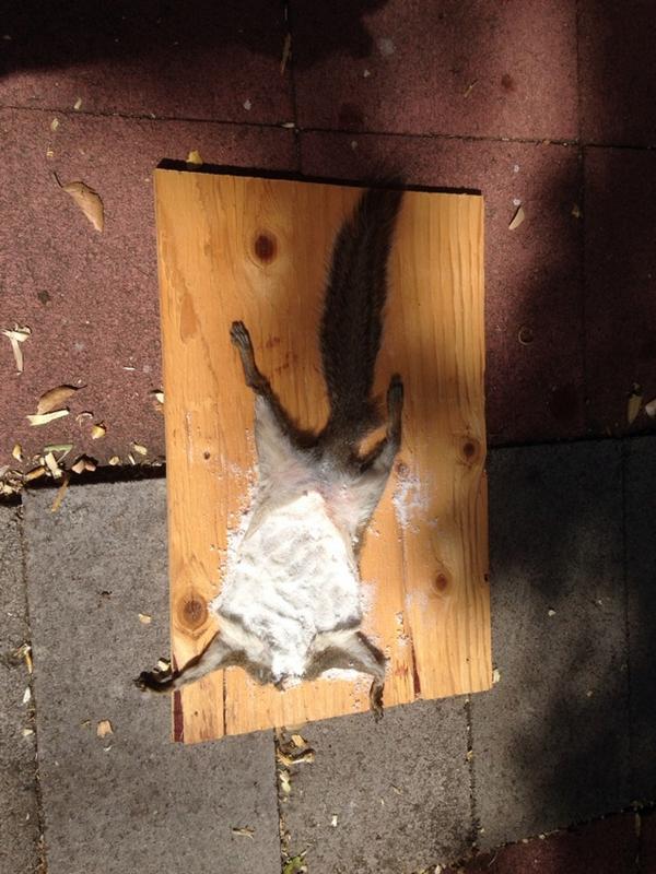 Victor Liu tweet media