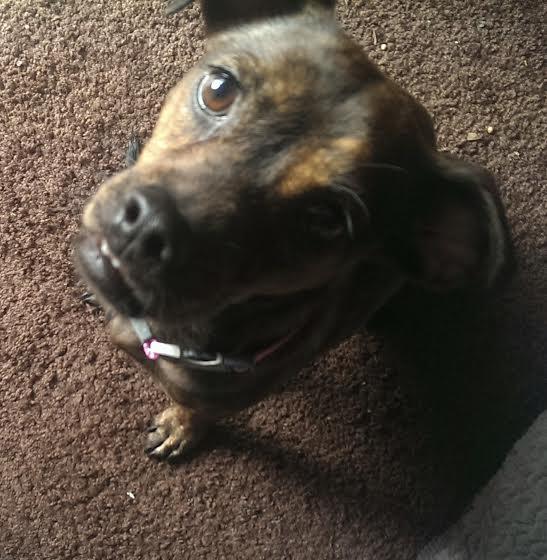 helgabundee's tweet photo. @SirBarley Here's the visitor named Diglet. We thought she might stay here but I wasn't ready for a new sibling yet. http://t.co/Vb9VnRgcw5