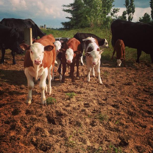 Megs_weber's tweet photo. Some of this year's calf crop, good lookin group of white face cattle! http://t.co/cQS0O3JqNL