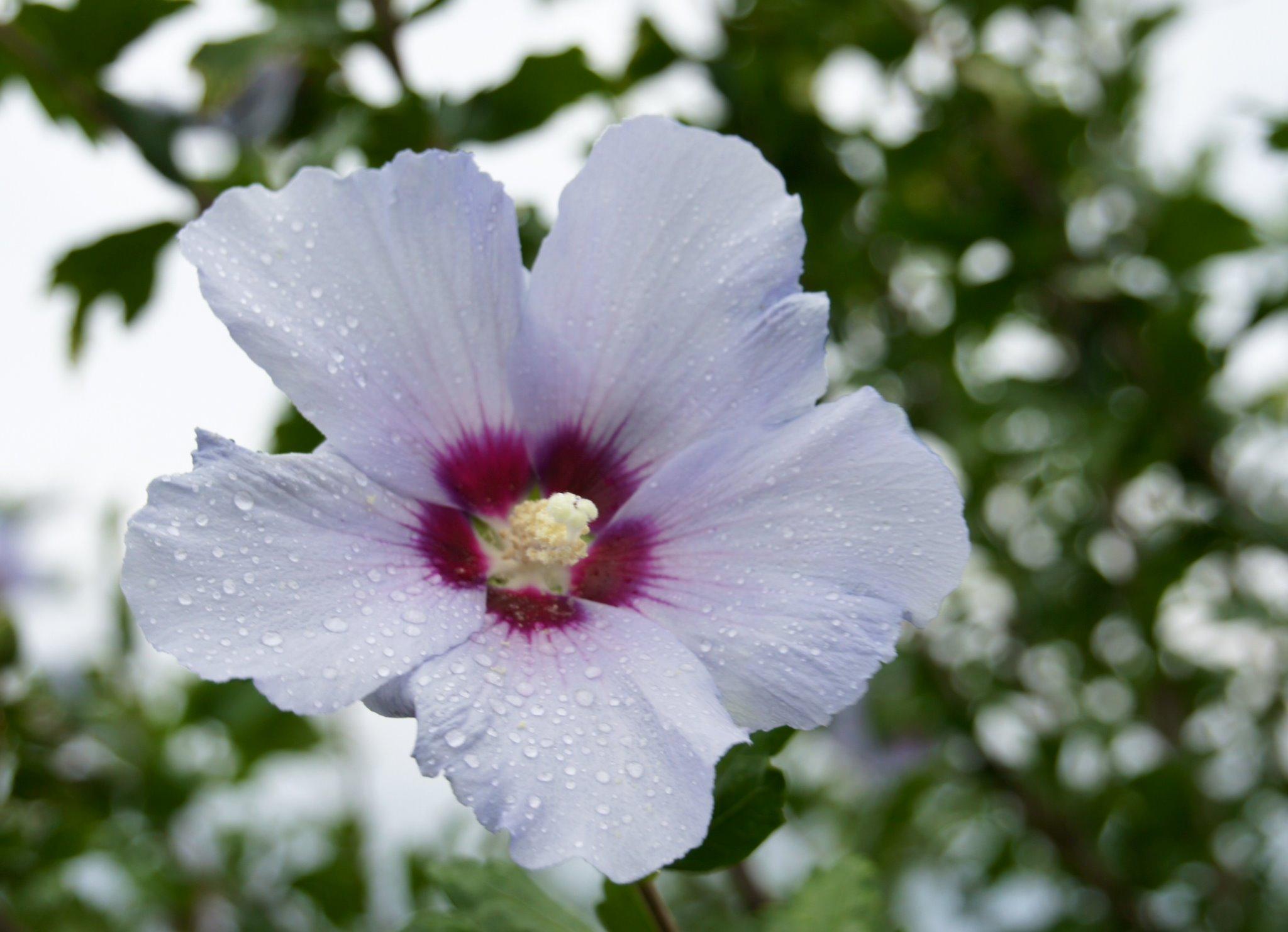 萬衛門 ムクゲの花色は白 赤 紫などある 写真の白の一重花に中心が赤い種は 宗丹木槿 ソウタンムクゲ 千利休の孫である千宗旦 せんそうたん が好み茶花に使った Http T Co Gewaiftxsd Twitter