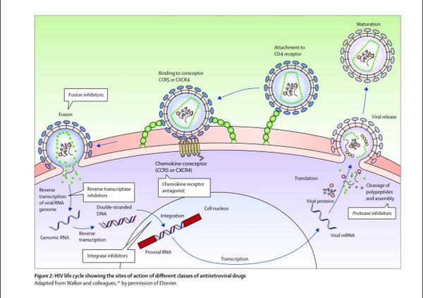 Hiv Life Cycle And Drug Targets